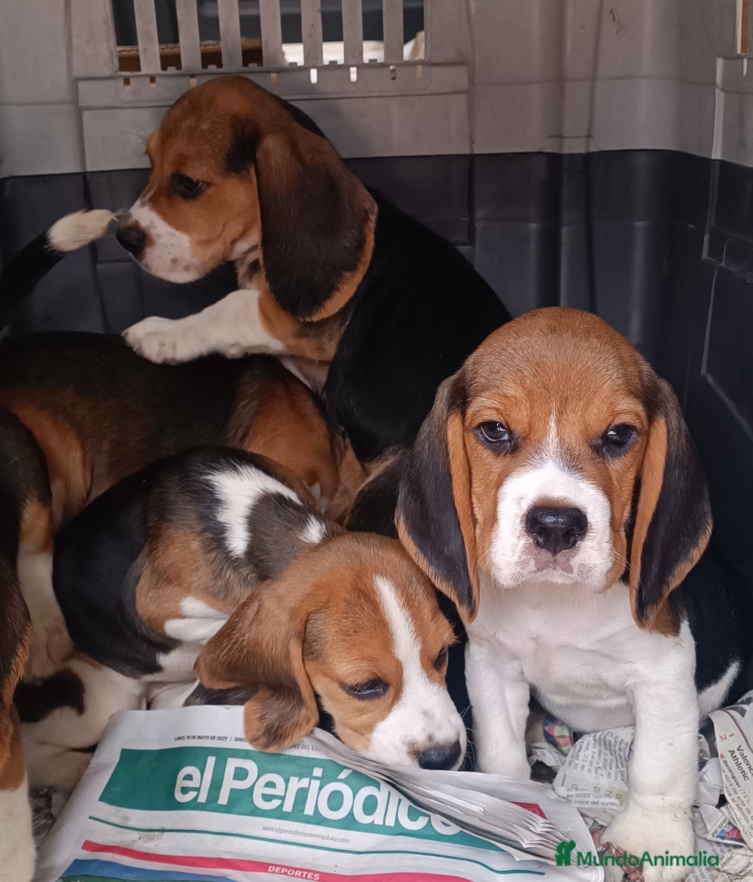 Beagle perros en venta: Cachorros de Beagle  - Imagen 6