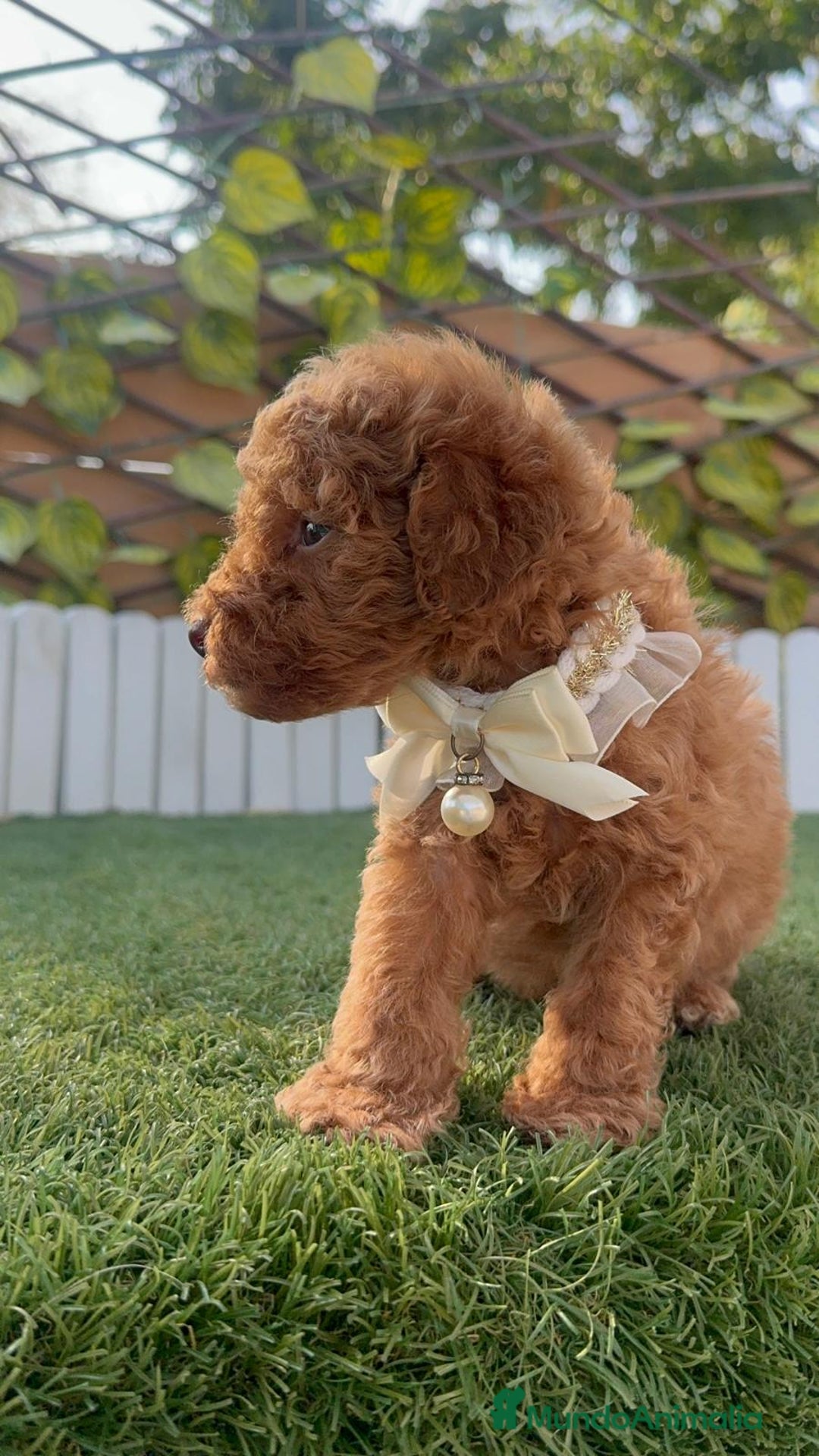 Caniche Toy perros en venta: CANICHE TOY EN SEVILLA, ENVIO A TODA ESPAÑA - Imagen 4
