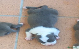 American Staffordshire-Terrier perros en venta: ✨Camada exclusiva Amstaff Blue–Pedigree y calidad✨ - Imagen 9