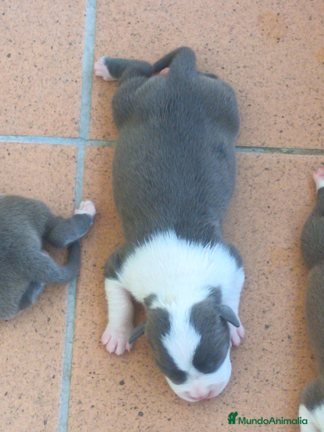 American Staffordshire-Terrier perros en venta: ✨Camada exclusiva Amstaff Blue–Pedigree y calidad✨ - Imagen 9