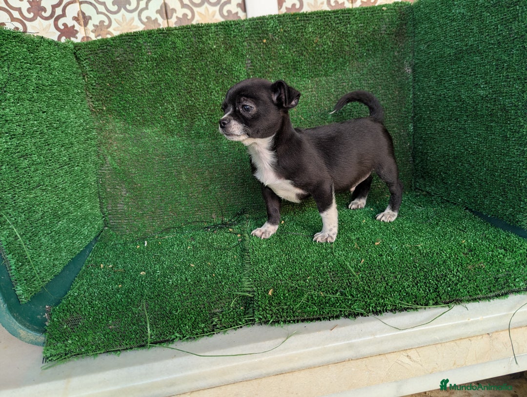 Chihuahua perros en venta: Chihuahua  - Anuncio 8
