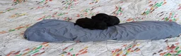 Pomapoo perros en venta: POMAPOO HEMBRITAS - Anuncio 5