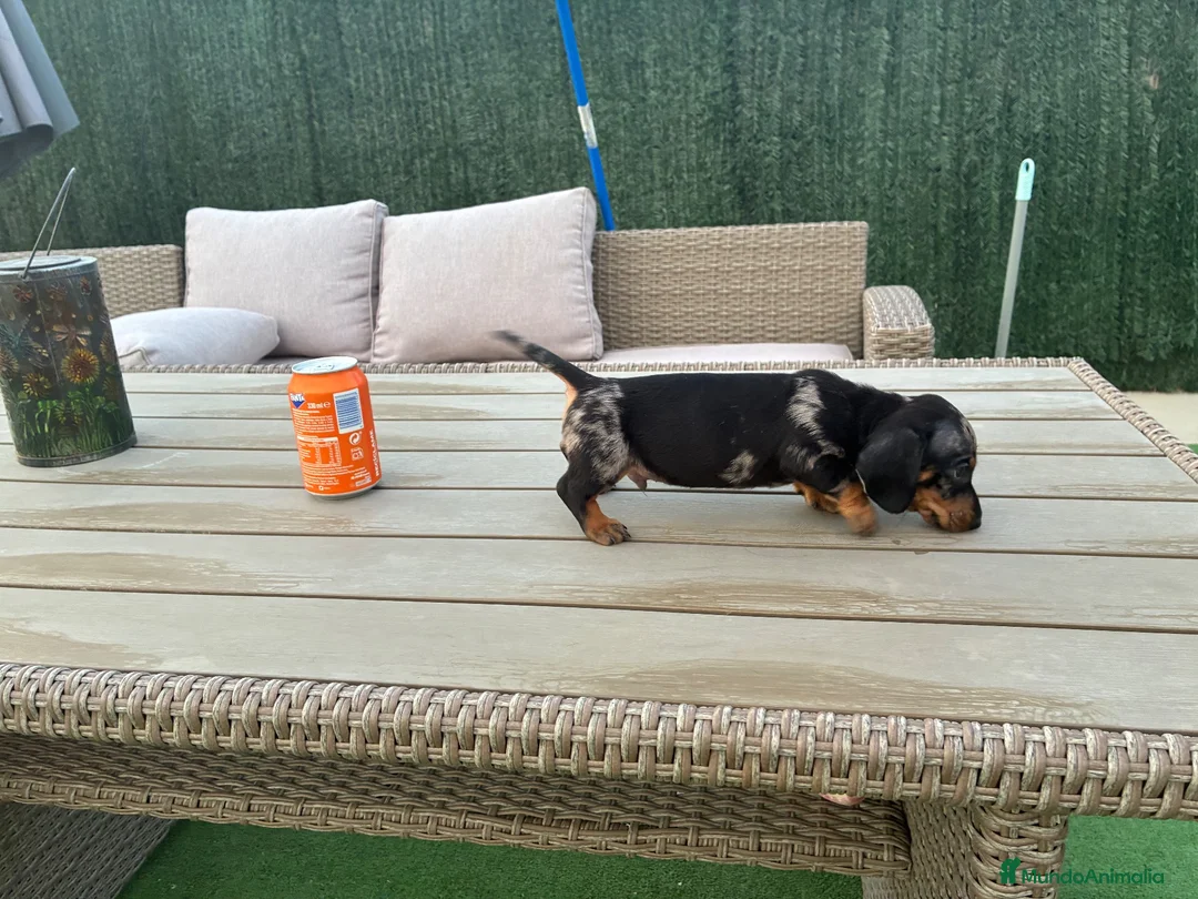 Teckel Miniatura perros en venta: Teckel miniatura  - Anuncio 1