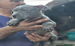American Staffordshire-Terrier perros en venta: Machito y hembrita blue  - Imagen 5