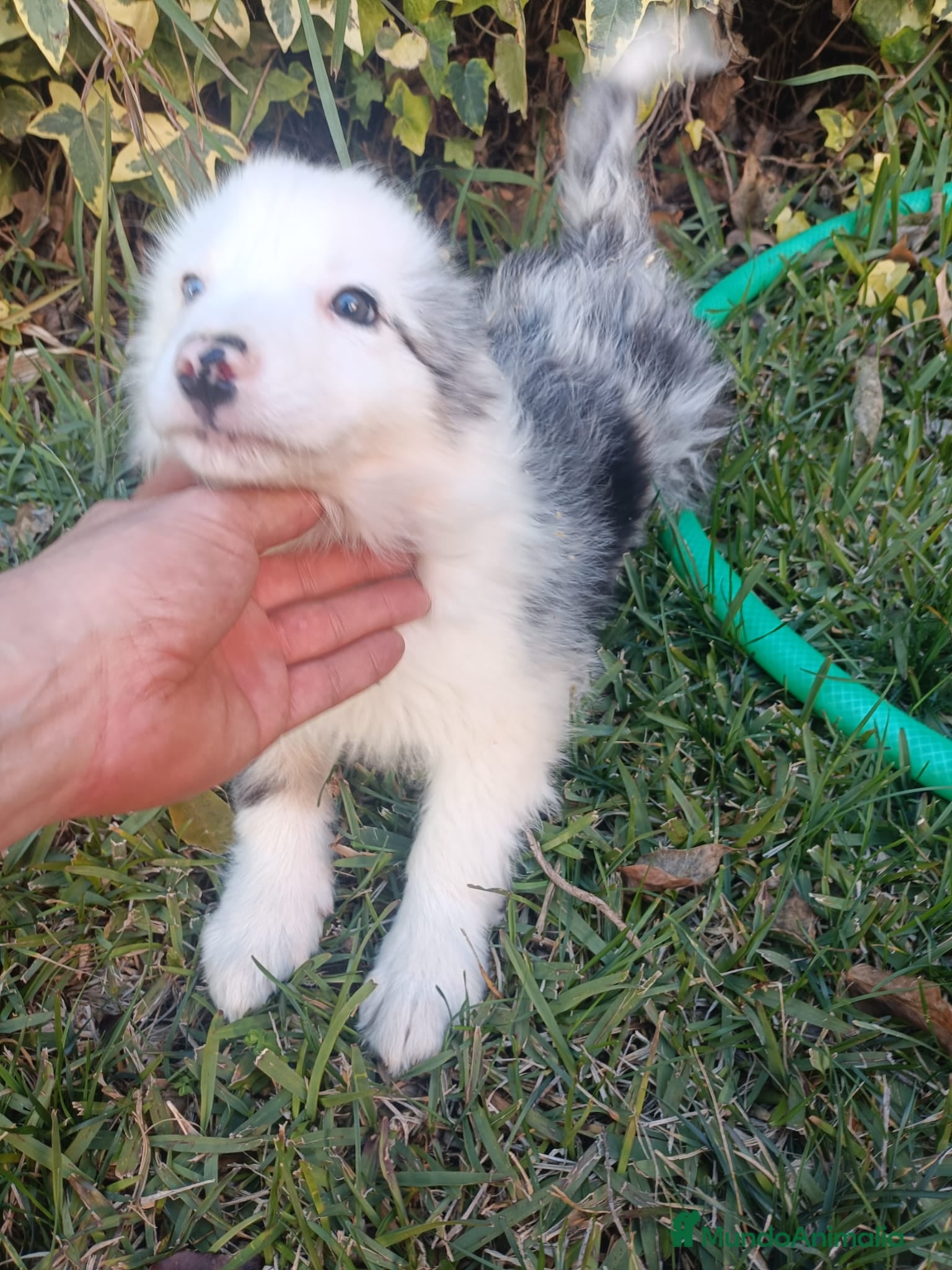 Border Collie perros Border Collie Merle Ojos Azules - Anuncio 1