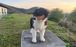 Pastor Australiano perros en venta: Preciosos cachorros de Pastor Australino  - Imagen 3