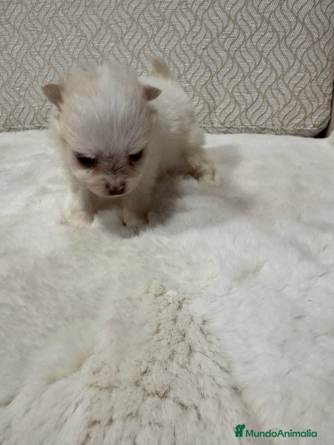 Pomerania perros en venta: Lulu Pomerania Toy hembra naranja blanca  - Anuncio 20