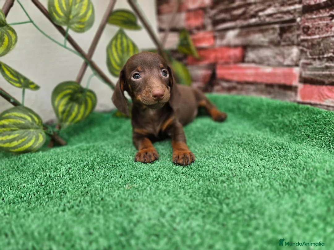 Teckel perros en venta: TECKEL KANNINCHEN & MINI CHOCOLATE - Anuncio 3