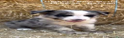 Border Collie perros en venta: BORDER COLLIE DE VILLA BIZNAGA - Anuncio 22