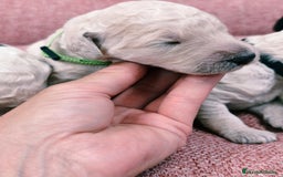 Caniche Gigante perros en venta: Cachorros caniche gigante  - Imagen 7