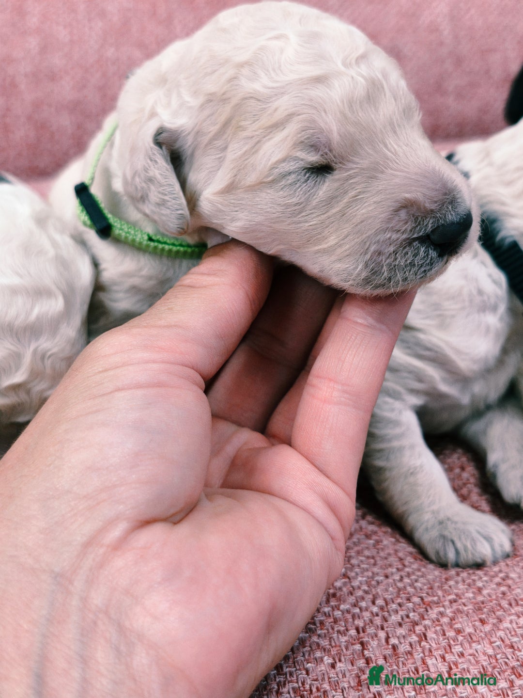 Caniche Gigante perros en venta: Cachorros caniche gigante  - Imagen 7