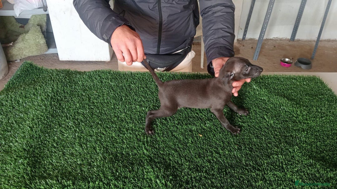 Pequeño Lebrel Italiano perros en venta: Lebrel italiano  - Anuncio 4