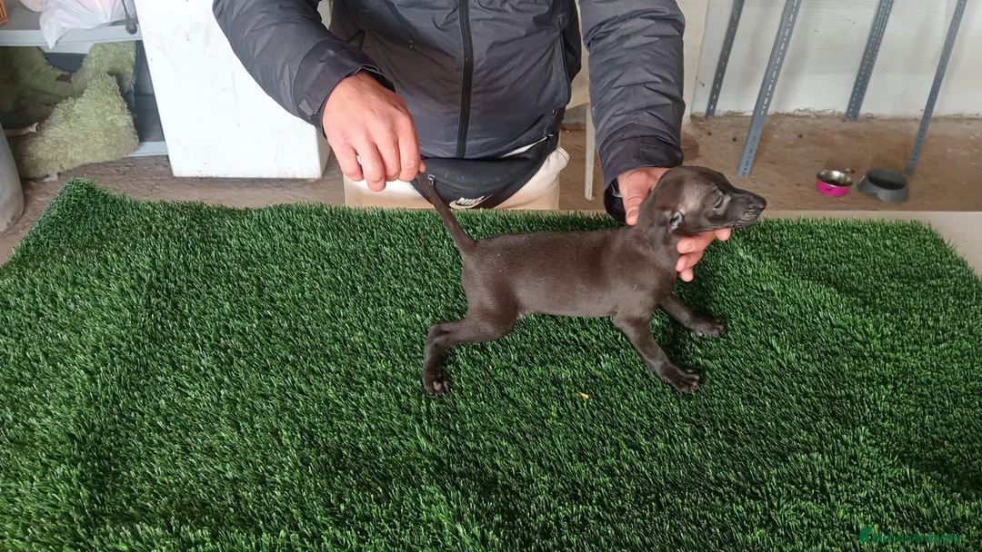 Pequeño Lebrel Italiano perros en venta: Lebrel italiano  - Anuncio 4