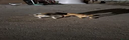 Chihuahua perros en venta: Chihuahuas Toy de calidad  - Anuncio 16
