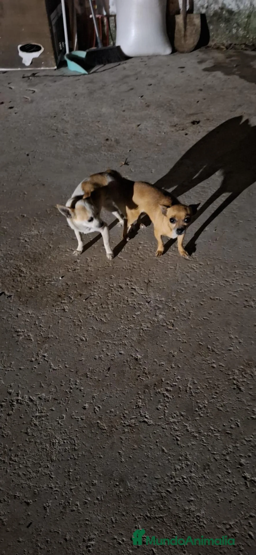 Chihuahua perros en venta: Chihuahuas Toy de calidad  - Anuncio 16