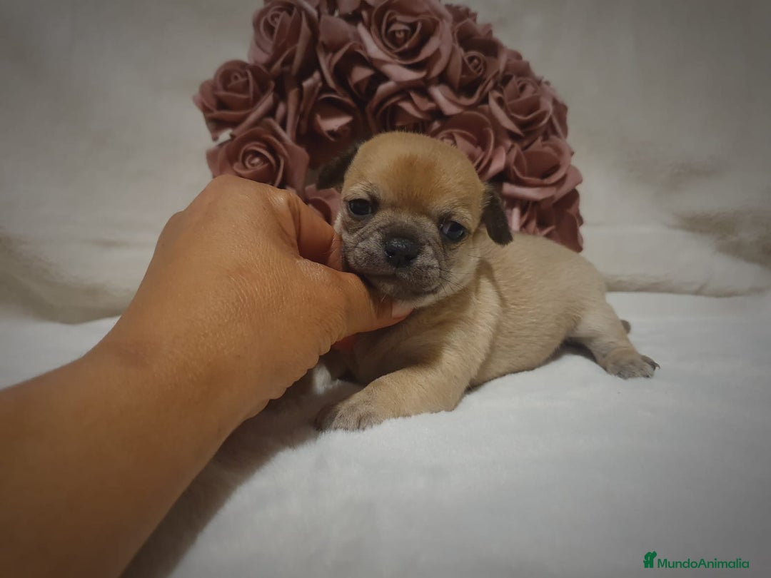 Chihuahua perros en venta: Chiguagua - Imagen 14