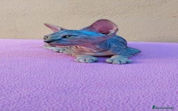 Sphynx gatos en venta: Preciosa hembrita tortuga tabby  - Imagen 15