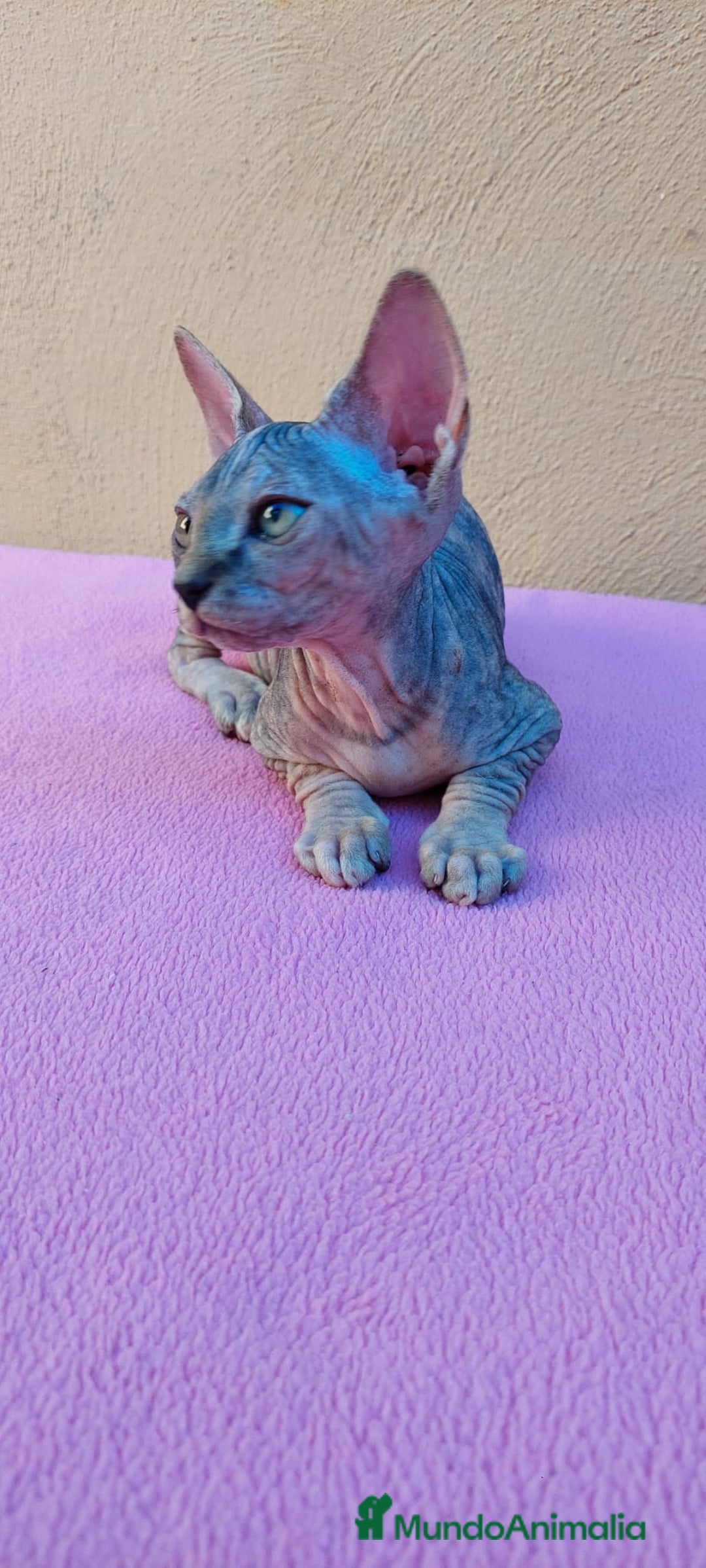 Sphynx gatos en venta: Preciosa hembrita tortuga tabby  - Imagen 15