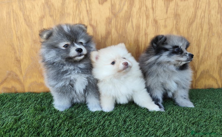 Pomsky perros - Anuncio 2
