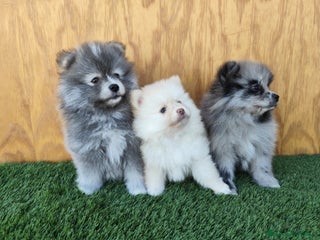 Pomsky perros - Anuncio 2