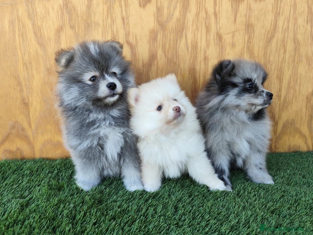 Pomsky perros - Anuncio 2
