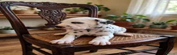 Dálmata perros en venta: Camada Dálmata Selección - Macho y Hembras - Anuncio 4