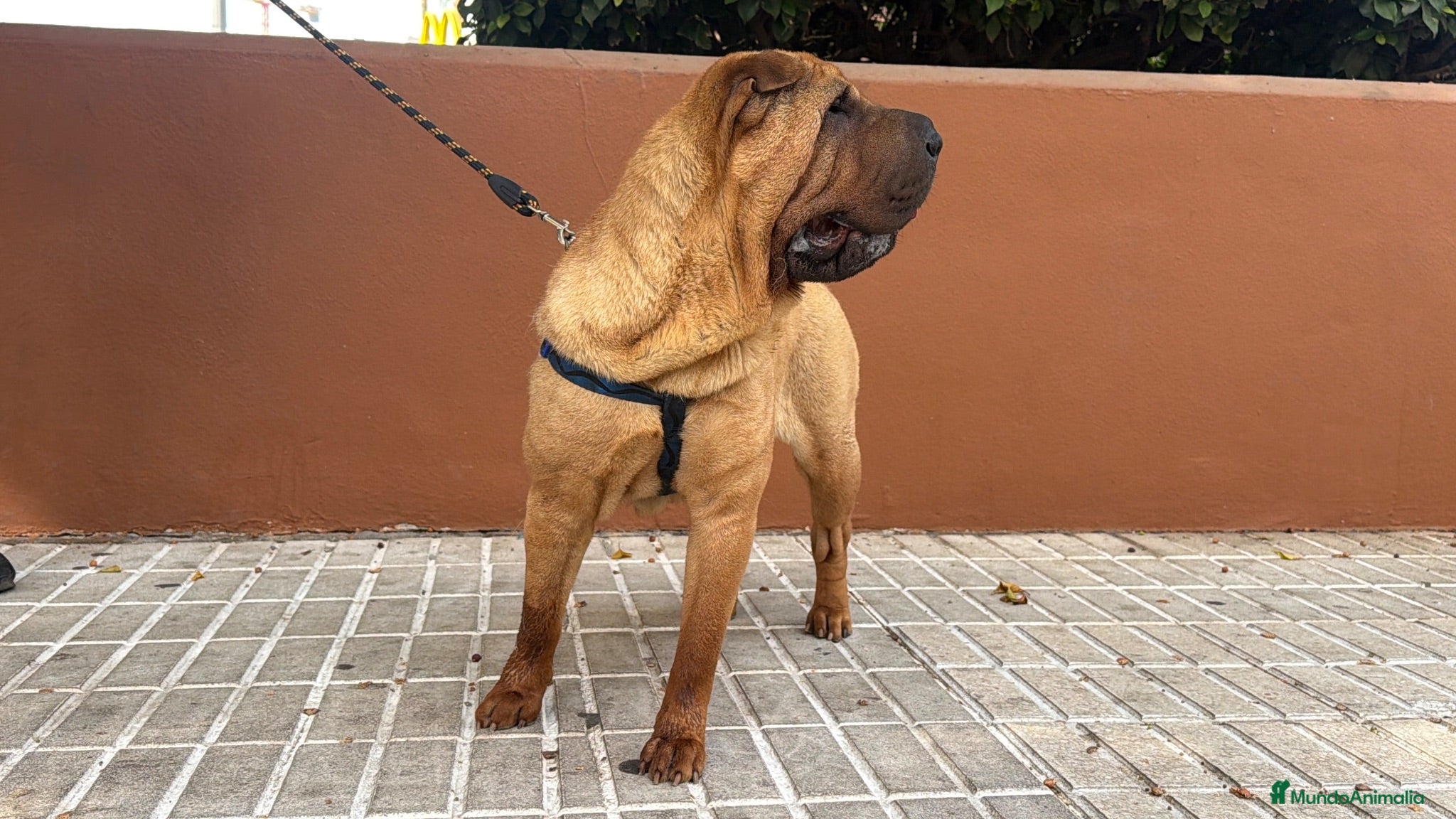 Shar Pei perros Hembra de 2 años en adopción  - Anuncio 1