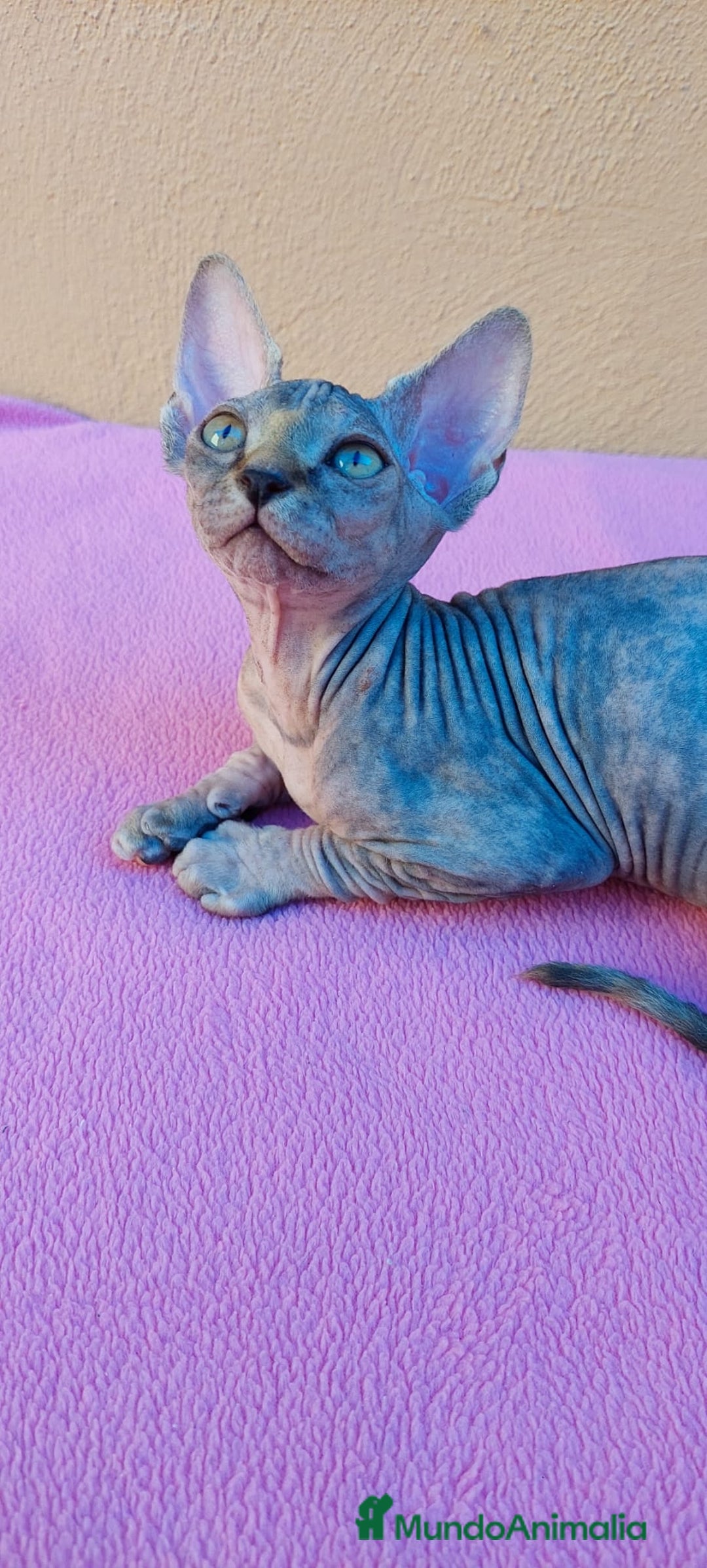 Sphynx gatos en venta: Preciosa hembrita tortuga tabby  - Imagen 4