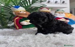 Caniche Toy perros en venta: CANICHE TOY - Anuncio 7