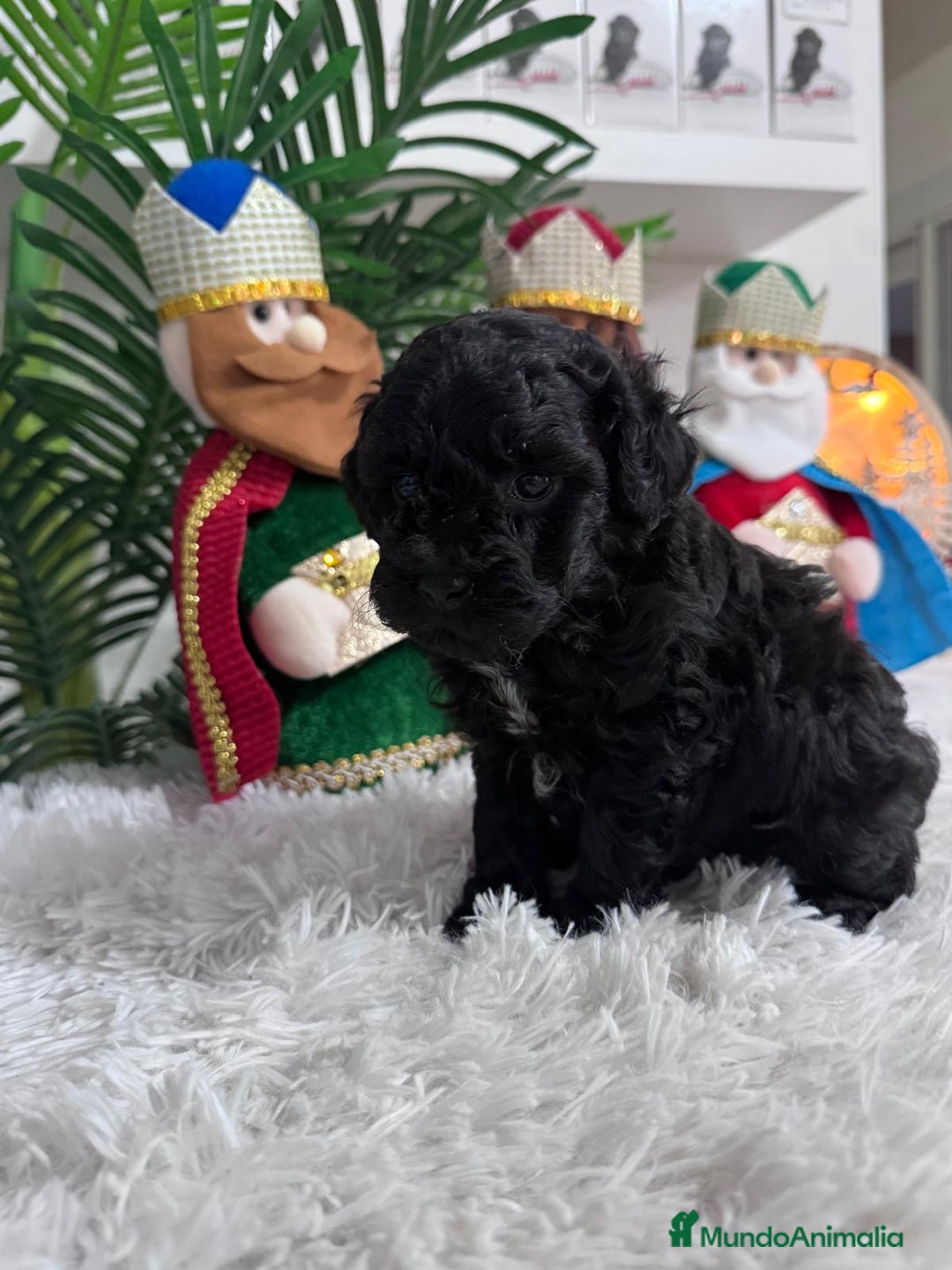 Caniche Toy perros en venta: CANICHE TOY - Anuncio 7