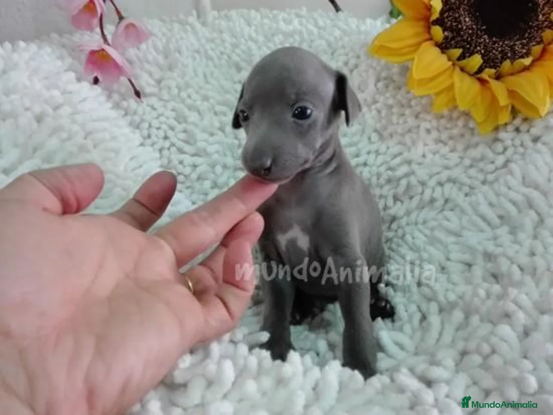 Imagen de galería {{count}}