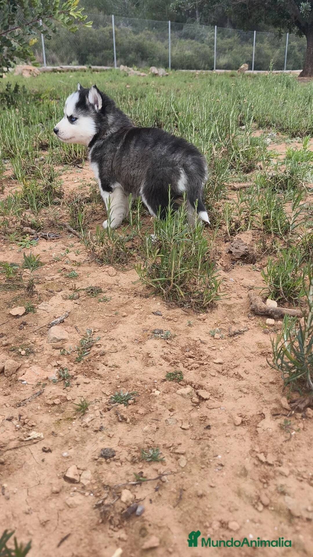 Husky Siberiano perros en venta: Husky SIBERIANO Macho y Hembra  - Anuncio 4