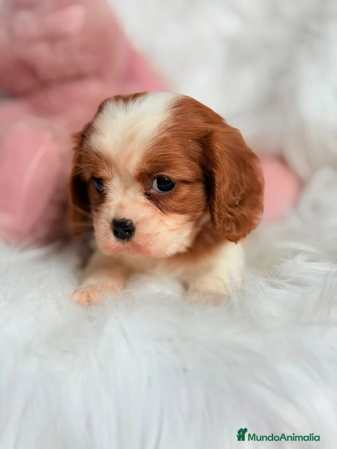Cavalier King Charles Spaniel perros en venta: CAVALIER BLENHEIM  - Anuncio 4