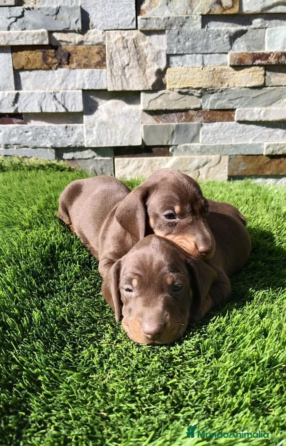 Teckel Miniatura perros Cachorros de Teckel miniatura  - Anuncio 1