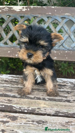 Yorkshire Terrier perros en Valencia - Anuncio 5