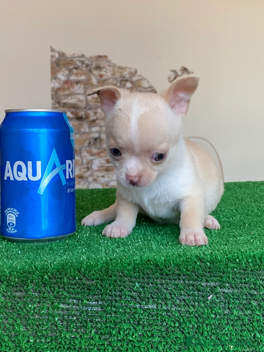Chihuahua perros en venta: Chihuahuas cachorros  en Ciudad Real - Anuncio 6