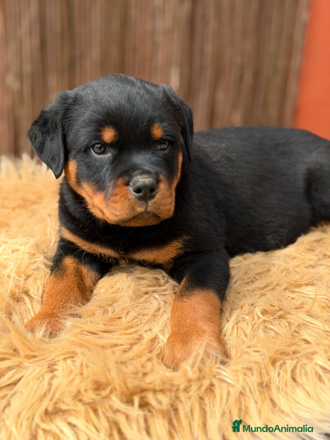 Rottweiler perros en venta: Rottweiler macho  - Anuncio 2
