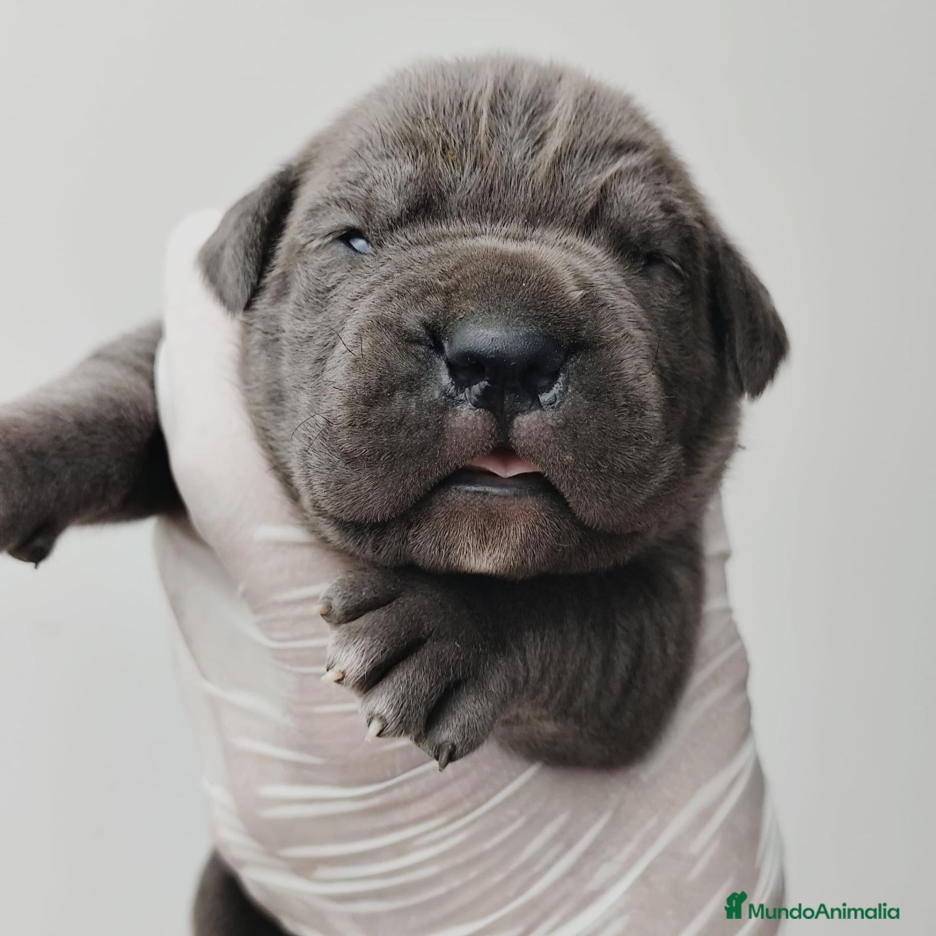Cane Corso perros Cachorro de Cane Corso  - Anuncio 1