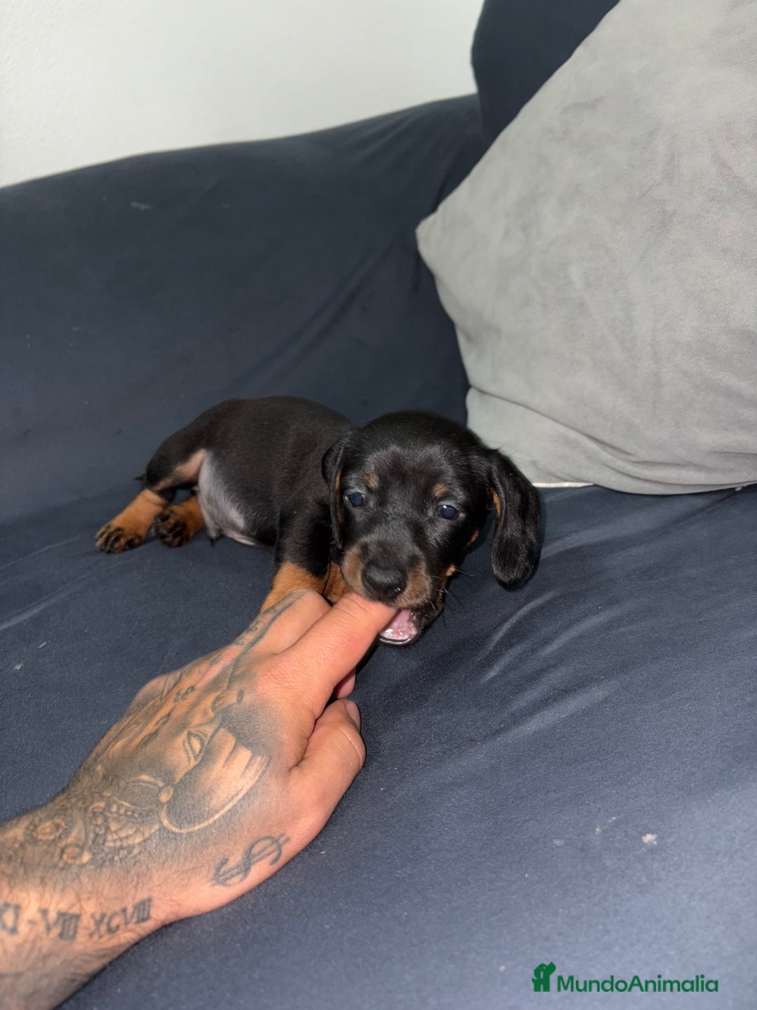 Teckel perros en venta: Cachorro teckel pelo fino - Anuncio 7