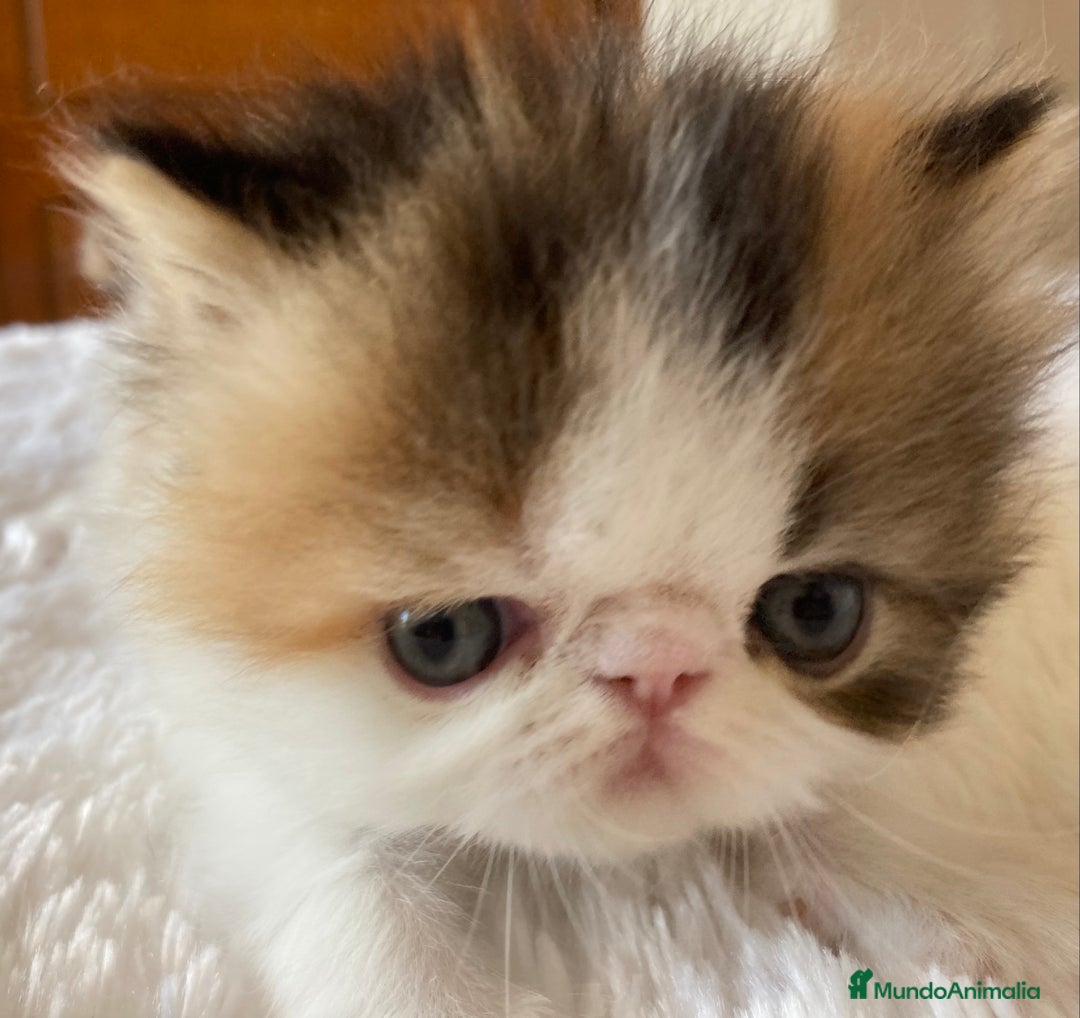 Persa gatos en venta: Dos gatas y un gato con pedigree exclusivo - Imagen 3