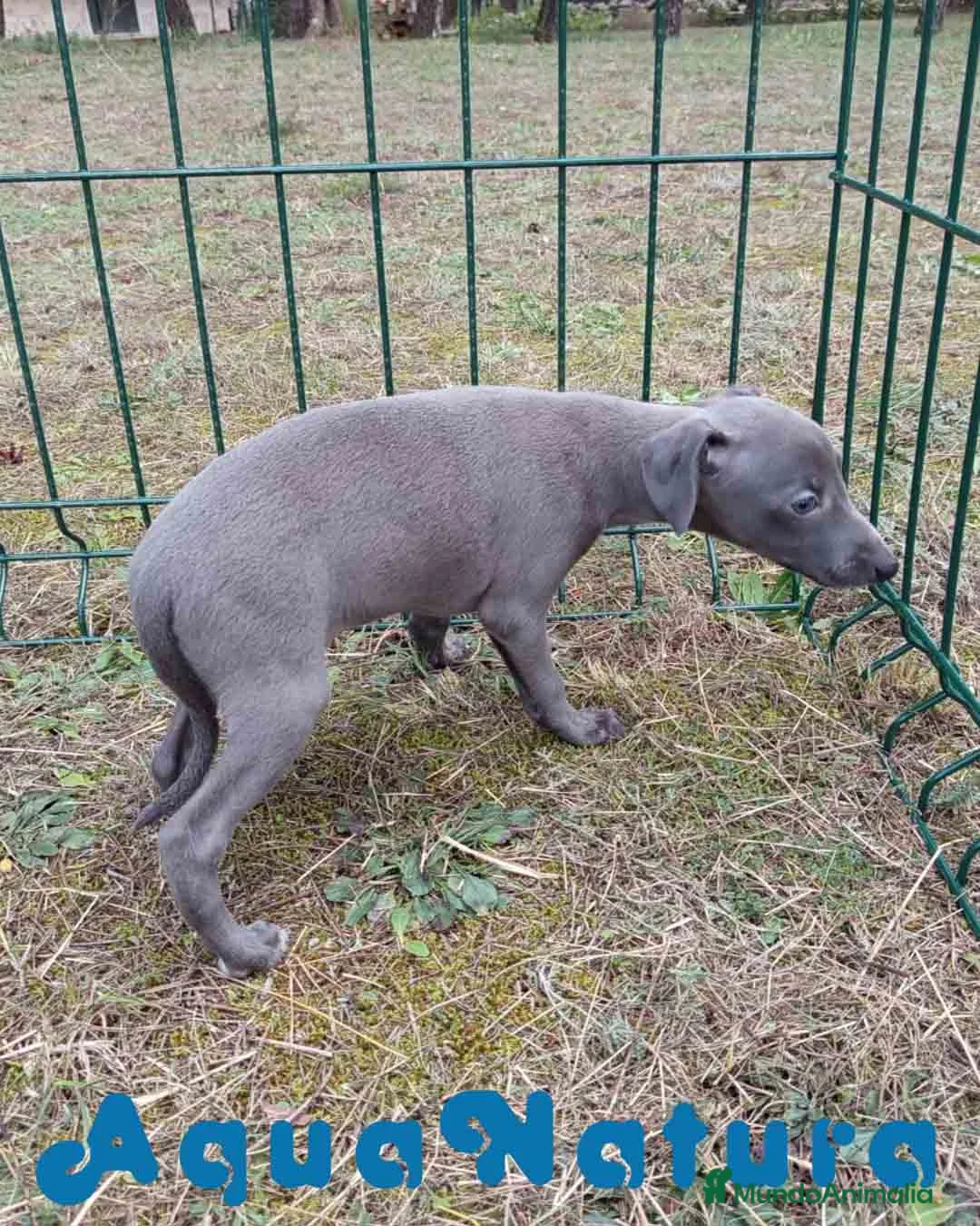 Pequeño Lebrel Italiano perros en venta: Lebrel Italiano Hembra 2 de AB y Omega AQUANATURA - Anuncio 8