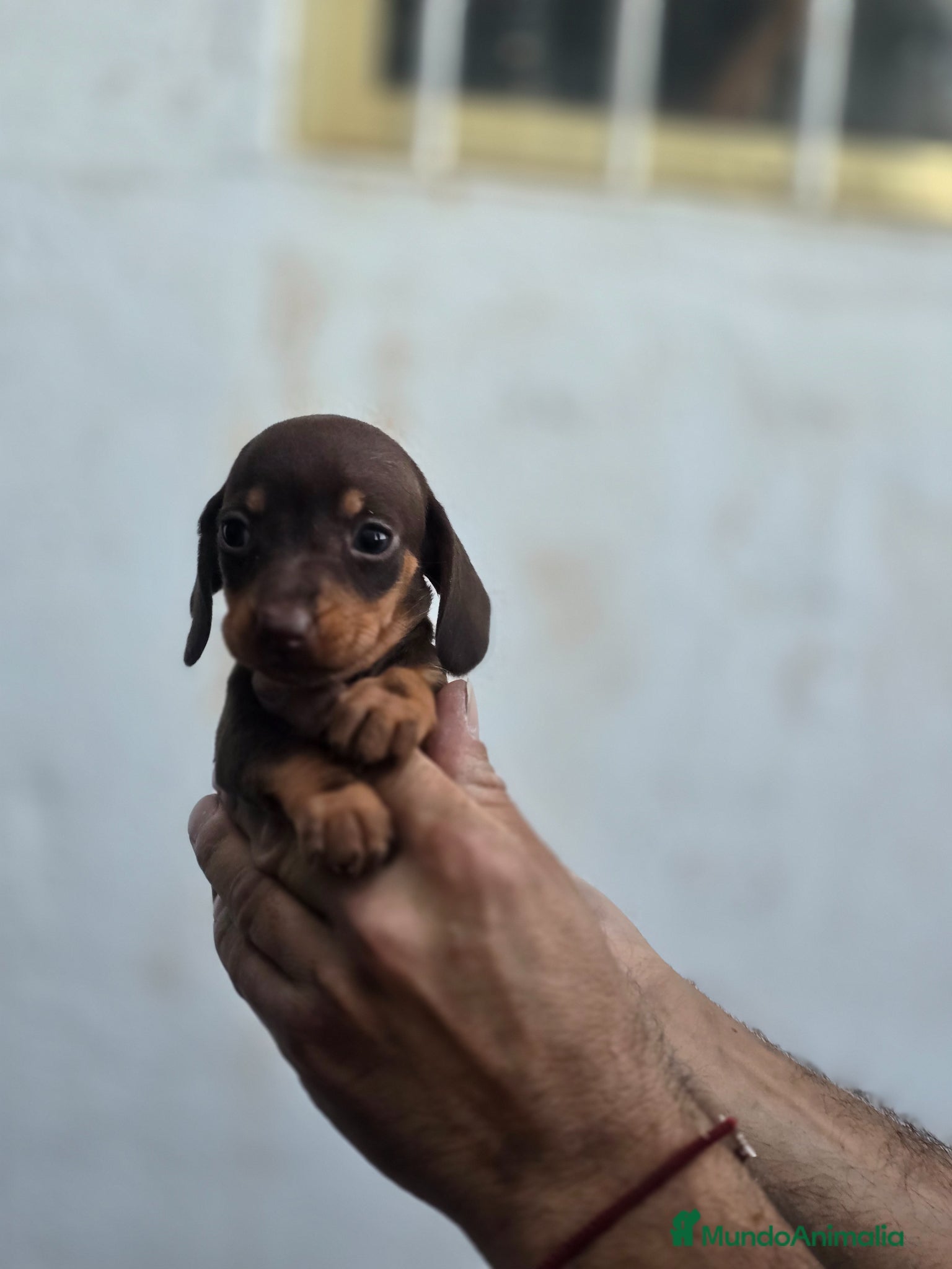 Teckel Miniatura perros en venta: Teckel chocolate preciosos - Anuncio 4