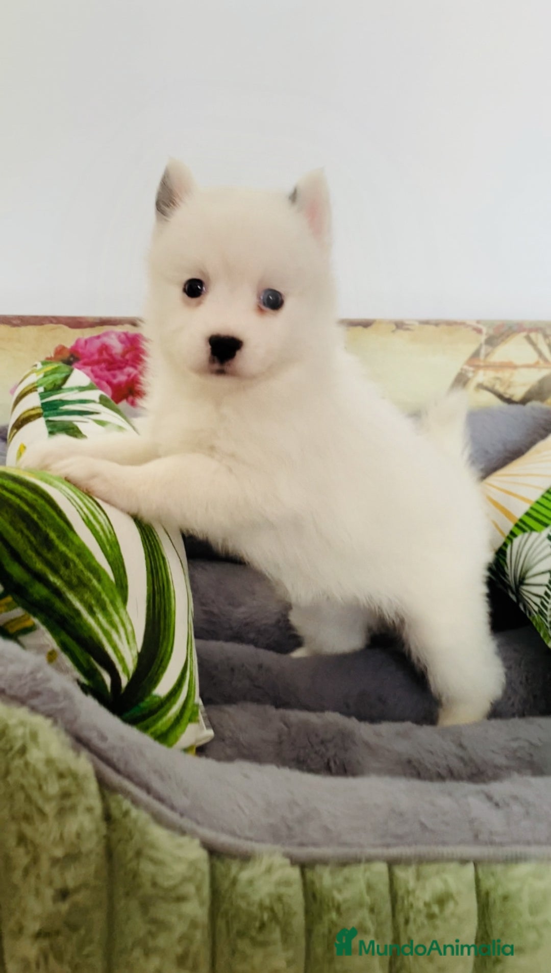 Pomsky perros en venta: Cachorro Pomsky (husky miniatura) - Imagen 4
