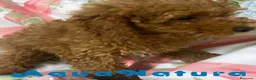 Caniche Mediano perros en venta: Caniche Macho de Camila y Can 7344 en Barcelona - Anuncio 5