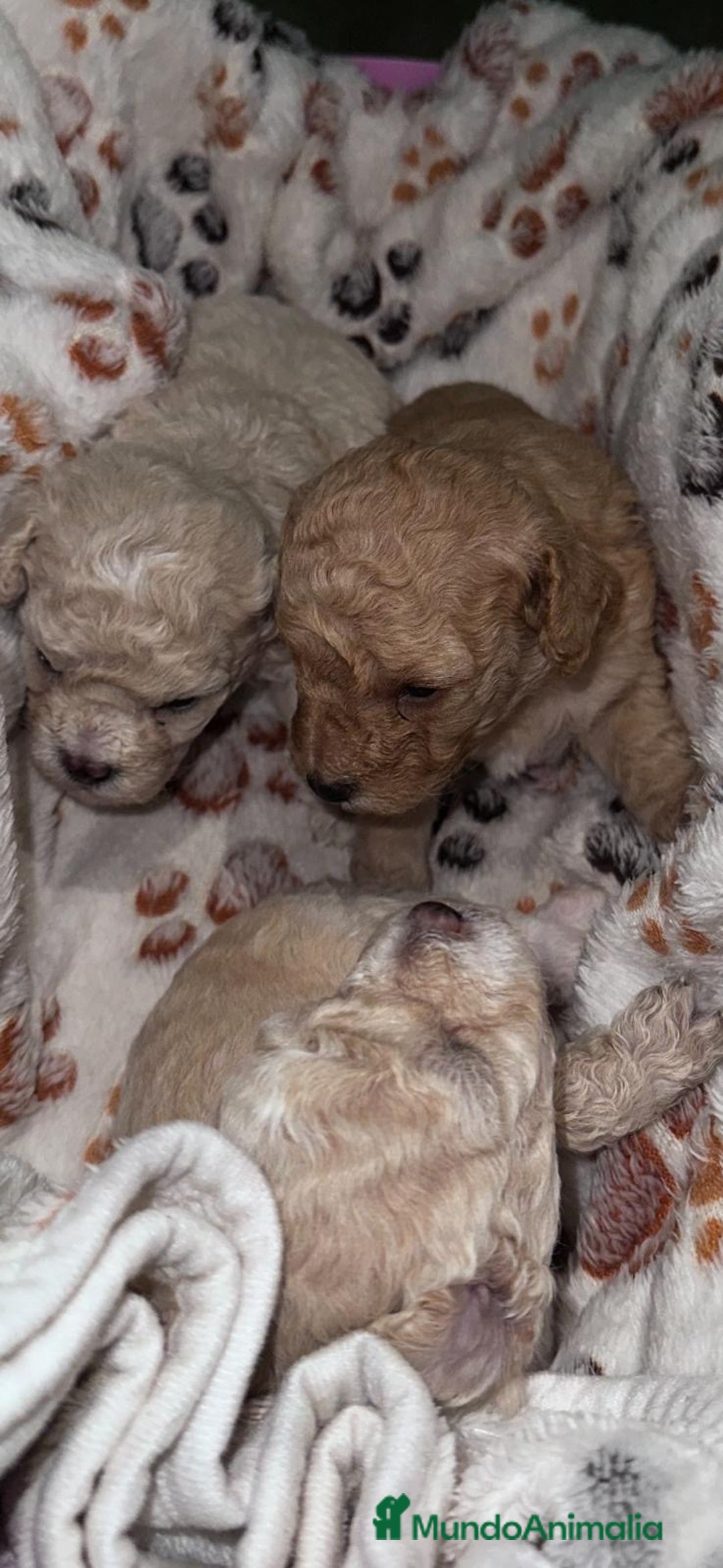Caniche Toy perros en venta: Caniche toy - Imagen 6