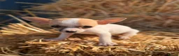 Chihuahua perros en venta: Disponible Chihuahuas de calidad  - Anuncio 5