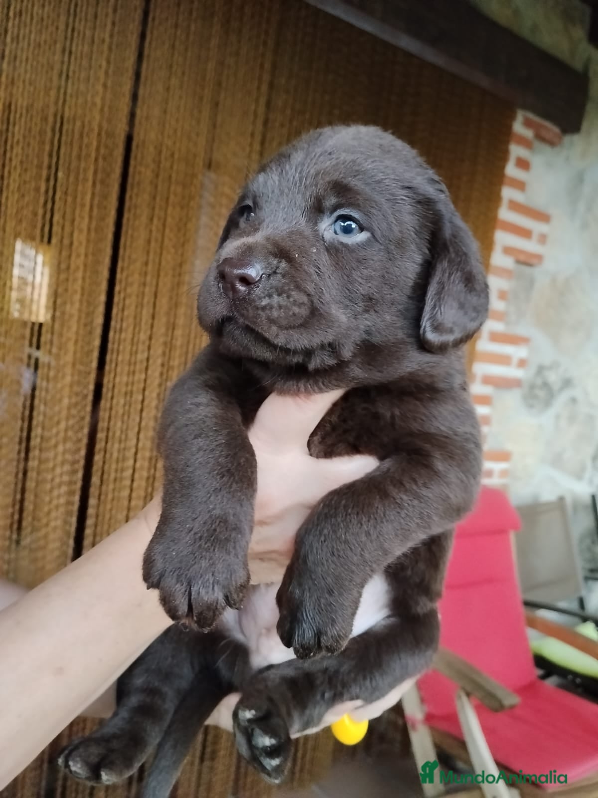 Labrador Retriever perros Labradores de Quercuscan - Anuncio 7