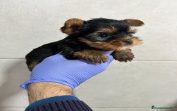 Yorkshire Terrier perros en venta: Yorkshire del Valle caprice  - Anuncio 2