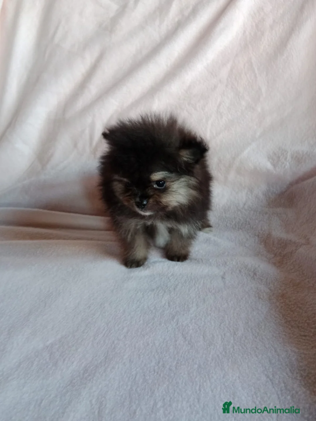 Pomerania perros en venta: Pomerania machos y hembras disponibles  en Granada - Anuncio 5
