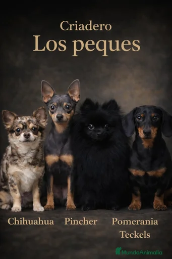 Imagen de galería {{count}}